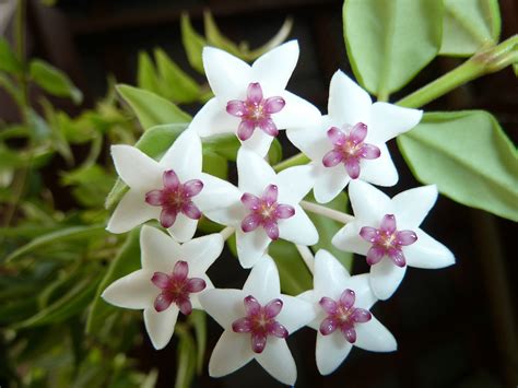 hoya bella flowers.